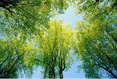 育碧：当前重点是开发开放世界冒险和服务型游戏